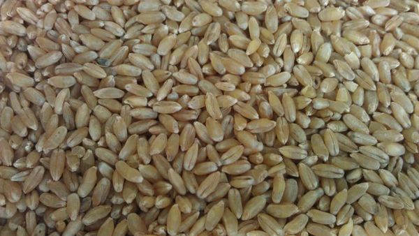 Wheat from 독일 supplied by Bayernhof GmbH - 단백질: 13.5% 소맥