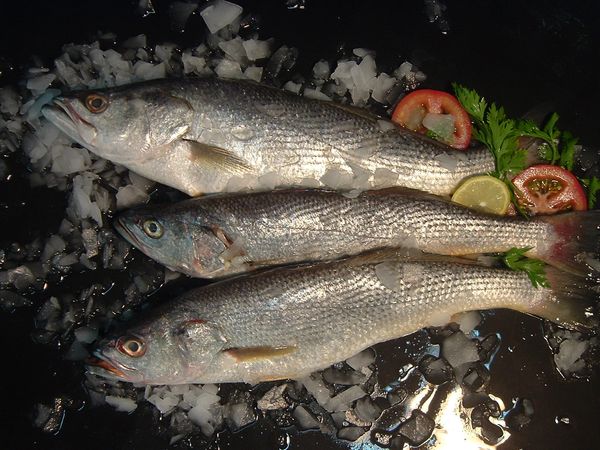 Seatrout (Cynoscion Striatus) from 아르헨티나 supplied by Coomarpes LTDA - With Bone 냉동 송어