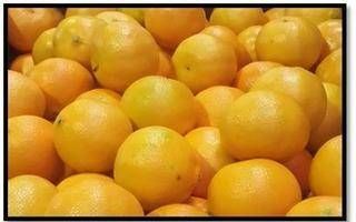 Fresh Grapefruit from 남아프리카공화국 supplied by Grown4U - Whole 신선 자몽