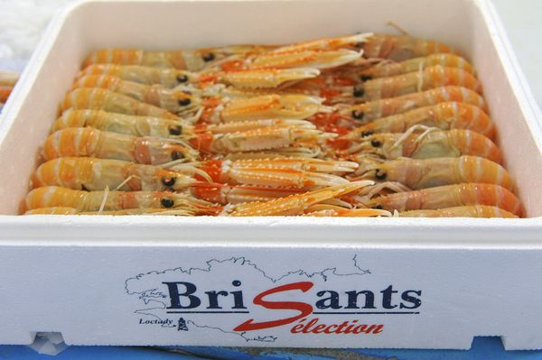 Lobster from France supplied by PECHERIES LES BRISANTS - Norway Lobster (=Nephrops norvegicus=Langoustine=Scampi=Dublin Bay Prawn) Fresh Common Lobster