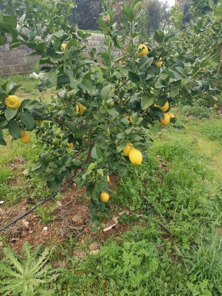 Liscioni Lemons from 이탈리아 supplied by C&I ASSOCIATED WINE & FOOD MERCHANTS LTD - Fresh (=Chilled) 신선 레몬