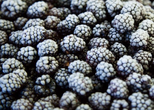 Blackberry from 폴란드 supplied by Zak Sp. o. o. - Frozen 냉동 블랙베리