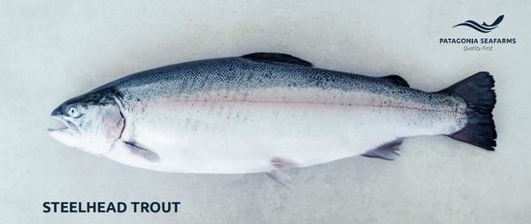 Fresh Steelhead Trout from United States supplied by Patagonia SeaFarms - Portion Frozen Trout