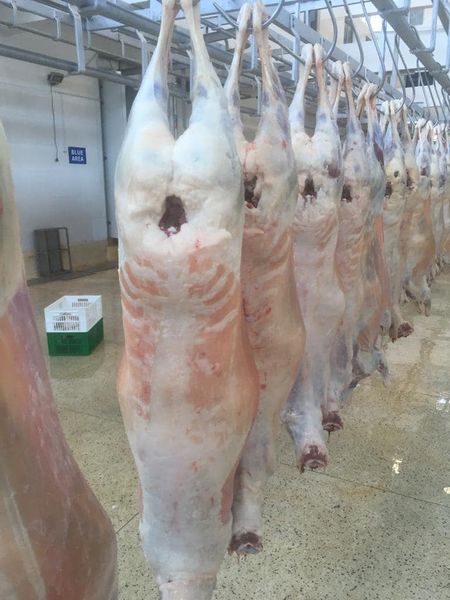 Lamb carcass from 케냐 supplied by Neema Livestock and Slaughtering Investments Limited - Without Head (= Headless) 양고기