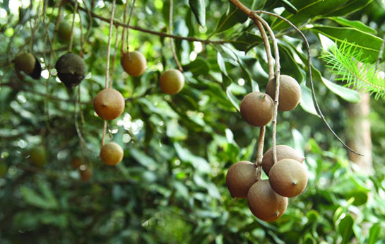 Macadamia Seeds from Malawi supplied by The Village Farms Limited - Whole Kernel Macadamia Kernel