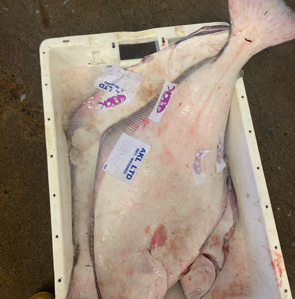 Halibut from United Kingdom supplied by Jack Fish Company - Whole (=In The Round) Frozen Halibut