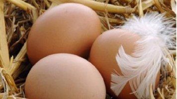 Chicken Egg from Russia supplied by JSC Bashkir Broiler - Fresh Chicken Egg