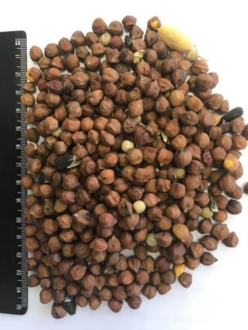Chickpeas Kabuli & Desi from 러시아 supplied by Agro-Alliance Ltd - Kabuli 말린 병아리콩