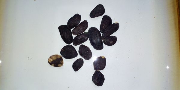 PICRALIMA NITIDA from 나이지리아 supplied by Oburoma Ventures - Brown 허브 블렌드