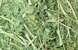 Alfalfa Hay from 미국 supplied by Eastern Hay Corporation, - 전체 베일 건초