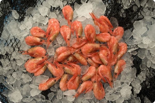 Prawn from Denmark supplied by Kangamiut Seafood A/S - Shell On (=Unpeeled) Frozen Common Shrimp & Prawn