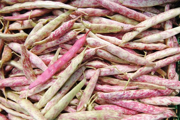 Red beans from 스페인 supplied by NATURAL DE MONTAÑA, S.L. - 빨간색 신선 콩