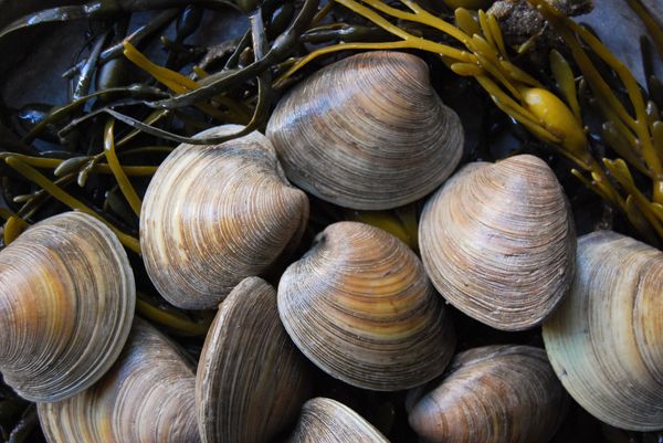 Clams from 미국 supplied by BASIC FOOD INTERNATIONAL INC - Whole (=In Shell=Unshucked) 냉동 조개