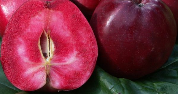 Fresh Apple from Switzerland supplied by Biohof Schwander - Red Fresh Apple