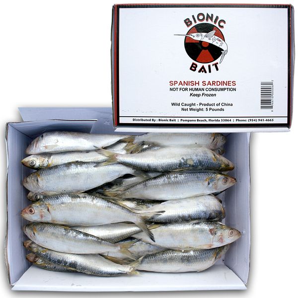 Fresh Sardines from 미국 supplied by Bionic Zoo & Aquarium - Fresh (=Chilled=Raw) 신선 정어리