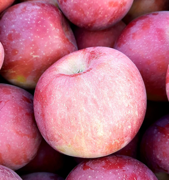 Fresh Apple from 몰도바 supplied by Ecospirit SRL - Green 신선 사과