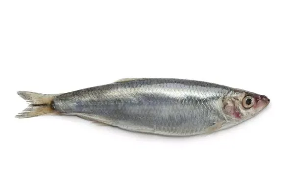 Frozen Herring from Poland supplied by C&g Food Sp Z O.o. S.k. - With Bone Herring