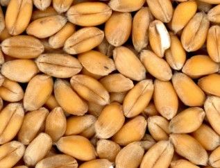 Wheat Grain from 오스트리아 supplied by Humer Special Agro Products - For Feed 소맥