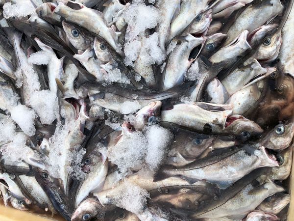 Fresh Haddock from Norway supplied by Eskøy AS - With Skin (=Skin On) Frozen Haddock