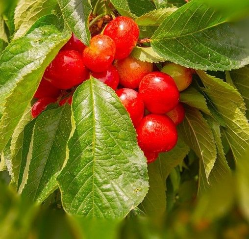 Fresh Cherry from Spain supplied by Vidrio Fruits - Dark Red Fresh Sweet Cherry