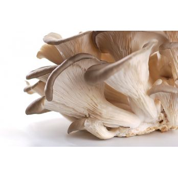 fresh mushrooms from Germany supplied by BUESCH NATURKOST - King Oyster Mushroom Other Fresh Mushrooms