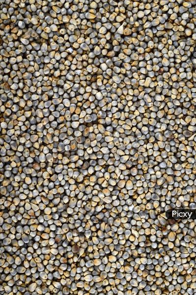 Indian Pearl millet from India supplied by Sarwati foods pvt ltd - Indian Pearl Millet - Desi (=Desi Bajra) Millet