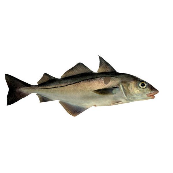 Fresh Haddock from Norway supplied by PHL Seagold AS - Premium Quality Frozen Haddock