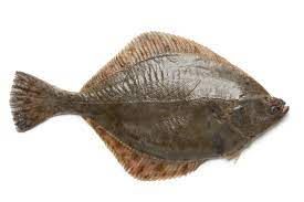 Frozen Flounder from 덴마크 supplied by Harald Iversen and Son - Frozen - Raw Frozen 냉동 도다리