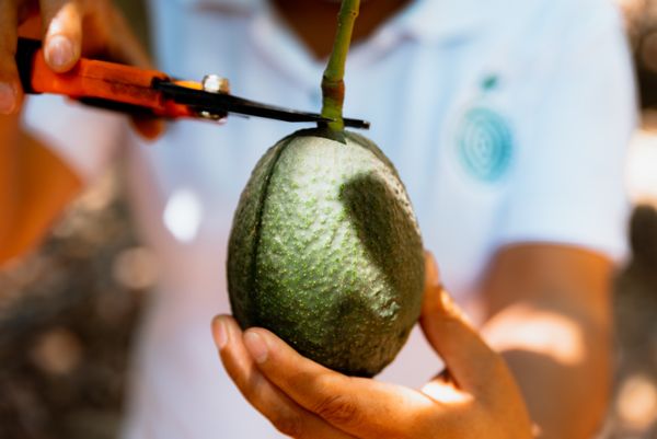 AVOCADOS from Peru supplied by INKA SELECT FRUIT - Size 32 (80-123 g) Fresh Avocado