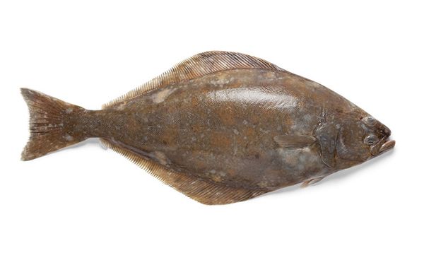 Fresh Whole Gutted Halibut from United Kingdom supplied by L Williamson Fish Sales Ltd - Gutted (=Drawn) Frozen Halibut