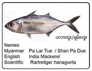 Indian Mackerel from 미얀마 [버마] supplied by Chan Myae Yoma Company Limited - Indian Mackerel (=Rastrelliger kanagurta) 냉동 고등어