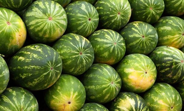 WATERMELON from 우간다 supplied by Bunyonyi Food Stores Ltd - Striped Green Rind 신선 수박