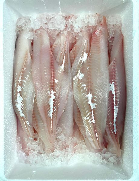 Fresh Haddock from United Kingdom supplied by Nordic Shellfish - Fillet Frozen Haddock