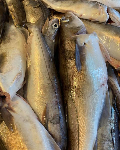 Frozen Whitefish from 노르웨이 supplied by ARCTIC CATCH AS - Boneless (=Without Bone=Deboned) 냉동 화이트피쉬