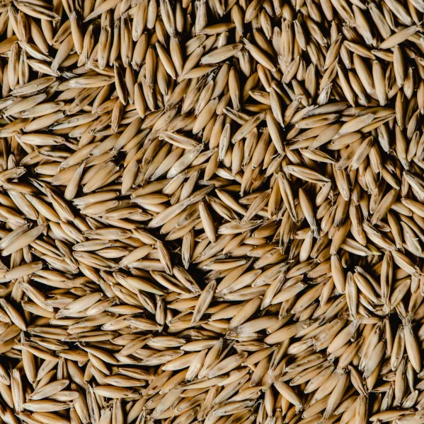 Organic Whole Oats from 미국 supplied by MOSHER PRODUCTS, INC. - Whole 귀리