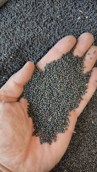 Rape seeds from Ukraine supplied by LCC LANDGREIN - Raw (=Natural) Canola Seed & Rapeseed