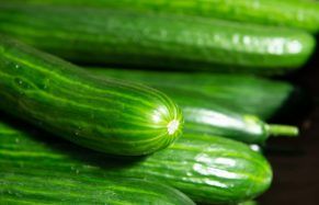 Cucumber from 프랑스 supplied by Godeau et fils - Green 신선 오이
