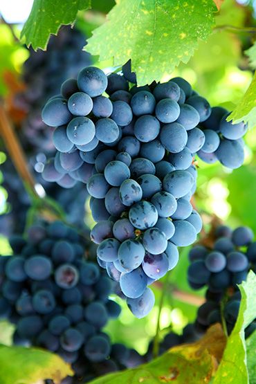 fresh grapes from South Africa supplied by Green Marketing International (Pty) Ltd - Dark Color Fresh Grape