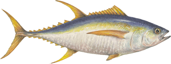 Fresh Tuna Whole GG from Malaysia supplied by Atlantic Ocean Agriculture Sdn. Bhd. - Gilled Tuna