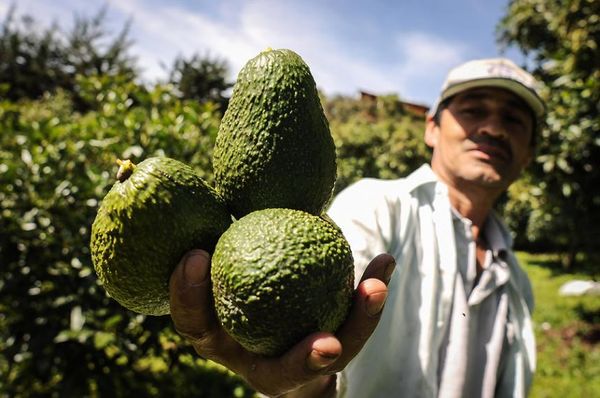 Fresh Hass Avocado from 콜롬비아 supplied by Frutas Arkanzas - Carton Box (=Cardboard Box) 신선 아보카도