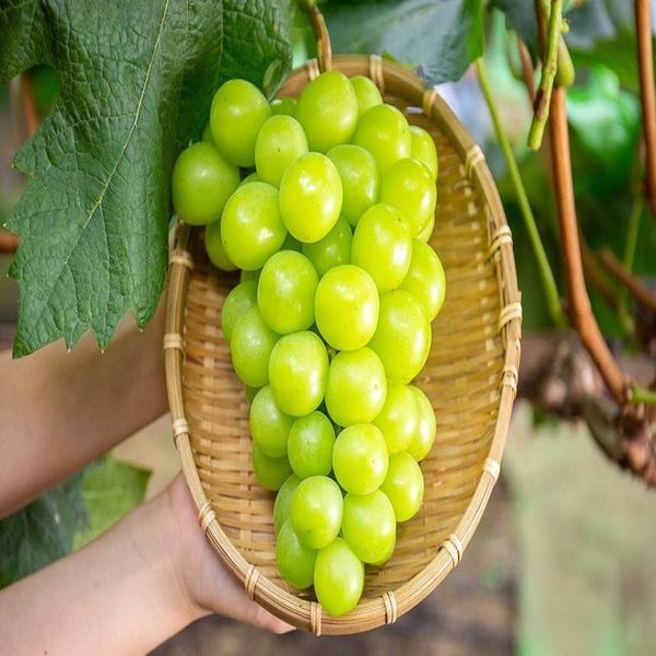 Grapes from 대만 supplied by JUN NONG CO., LTD. - Green 신선 포도