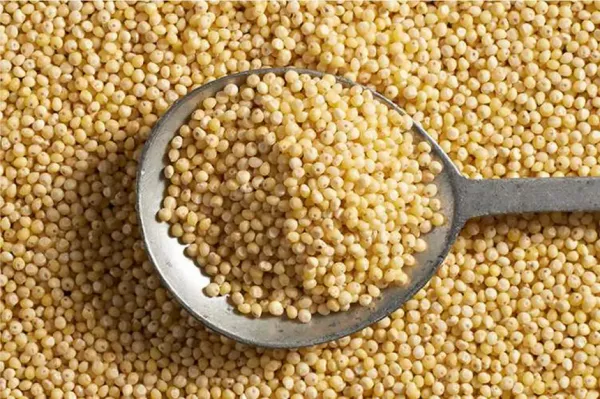 millet from United States supplied by Mills Bros with Global Harvest - For Feed Millet