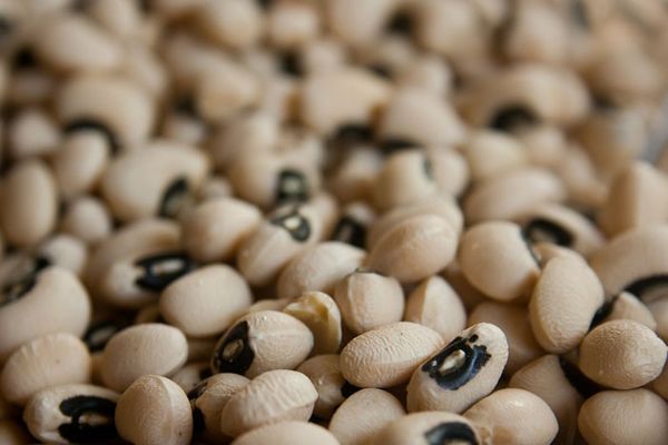 Red Kidney Bean from Ethiopia supplied by Tadesse Desta Business Group - Kidney Bean Dried Common Bean
