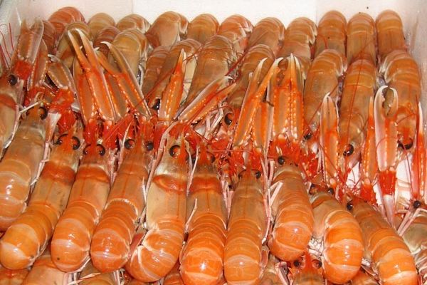fresh langoustine from 영국 supplied by Scotprime Seafoods Ltd - Whole 신선 랍스터