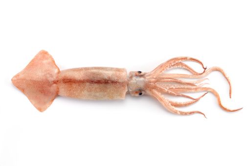 Squid from Spain supplied by Euler fine food GmbH - Fresh (=Chilled=Raw) Frozen Squid