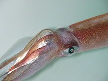 Squid from South Africa supplied by Thalassina Pty Ltd - Cape Hope Squid (=Loligo reynaudii=Loligo vulgaris reynaudi=Chokka Squid) Frozen Squid