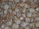 Frozen Scallop from 중국 supplied by Changli Haidong Aquatic Product and Foodstuff - Sea Scallop (=Placopecten magellanicus=Weathervane Scallops=North Atlantic Sea Scallop=) 냉동 가리비