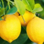 Lemon from 미국 supplied by Bravante Produce - Whole 신선 레몬