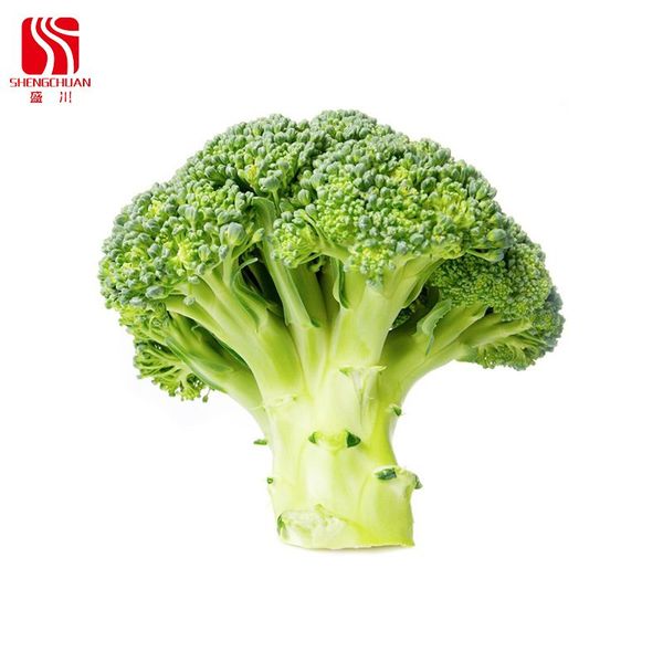 Fresh Broccoli from 중국 supplied by Tangshan Shengchuan Agricultural Products Co., Ltd. - Green 신선 브로콜리 꽃