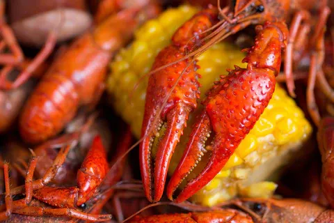 Crawfish from 미국 supplied by D & G Frey Crawfish, L.L.C. - Tail Meat 가재